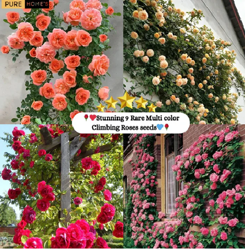 Elegant Climbing Rose Flower Seeds ⭐⭐⭐⭐⭐(4.9/5) (10000+ Verified Reviews)