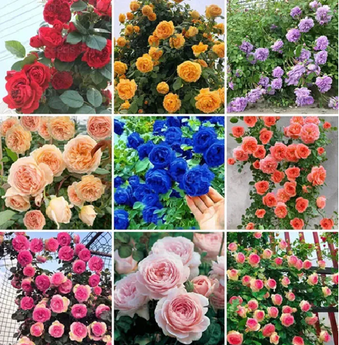 Elegant Climbing Rose Flower Seeds ⭐⭐⭐⭐⭐(4.9/5) (10000+ Verified Reviews)