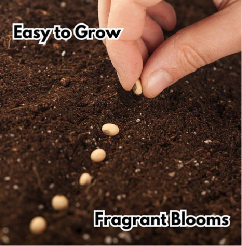 Elegant Climbing Rose Flower Seeds ⭐⭐⭐⭐⭐(4.9/5) (10000+ Verified Reviews)
