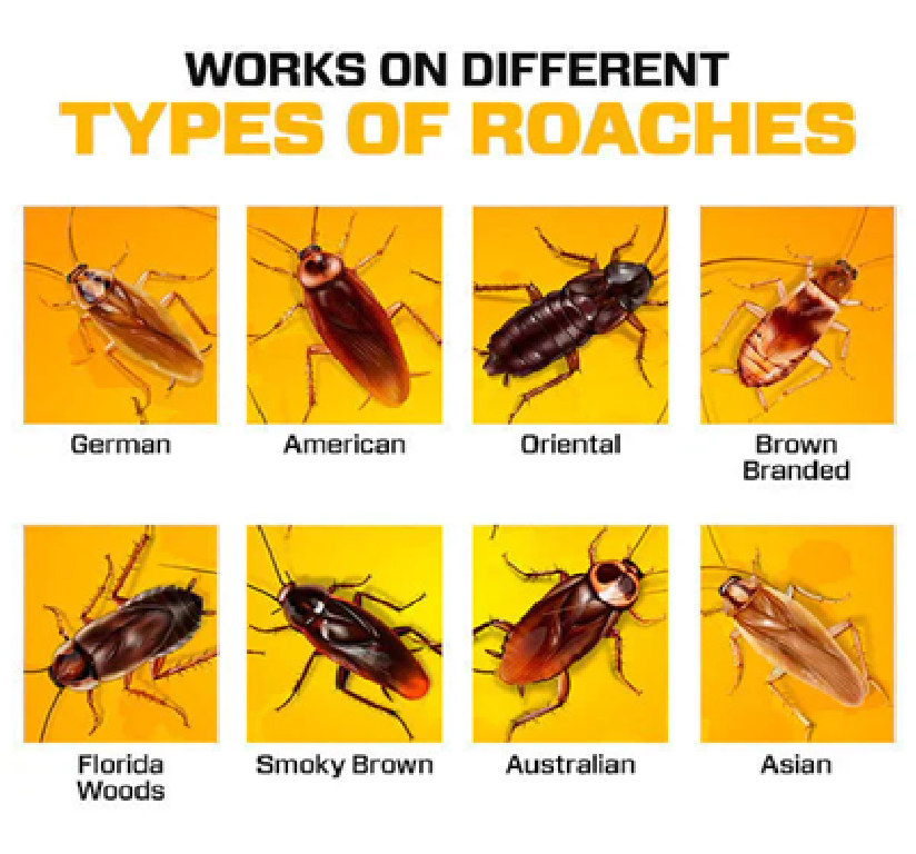 Cockroach Killer Powder Gel (Pack of 24pc) ⭐⭐⭐⭐⭐(4.9/5) (10000+ Verified Reviews)