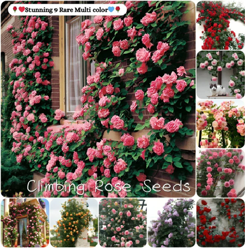 Elegant Climbing Rose Flower Seeds ⭐⭐⭐⭐⭐(4.9/5) (10000+ Verified Reviews)