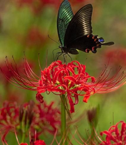 Spider Lily Equinox Flower Bulbs Seeds⭐⭐⭐⭐⭐(4.9/5) (Mix Color)