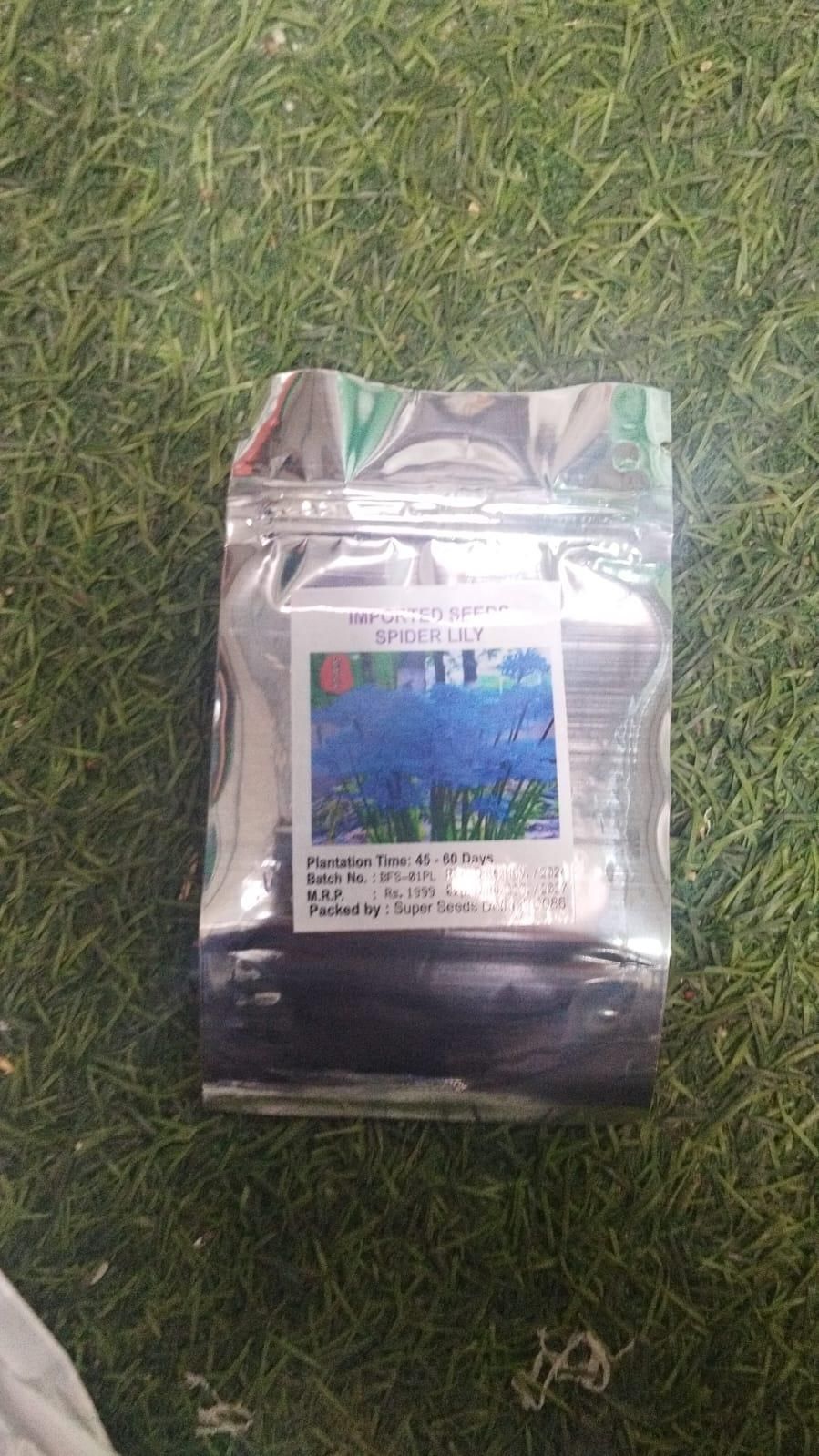 Spider Lily Equinox Flower Bulbs Seeds⭐⭐⭐⭐⭐(4.9/5) (Mix Color)