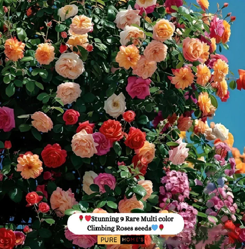 Elegant Climbing Rose Flower Seeds ⭐⭐⭐⭐⭐(4.9/5) (10000+ Verified Reviews)