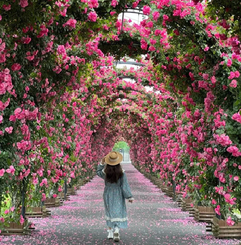 Elegant Climbing Rose Flower Seeds ⭐⭐⭐⭐⭐(4.9/5) (10000+ Verified Reviews)