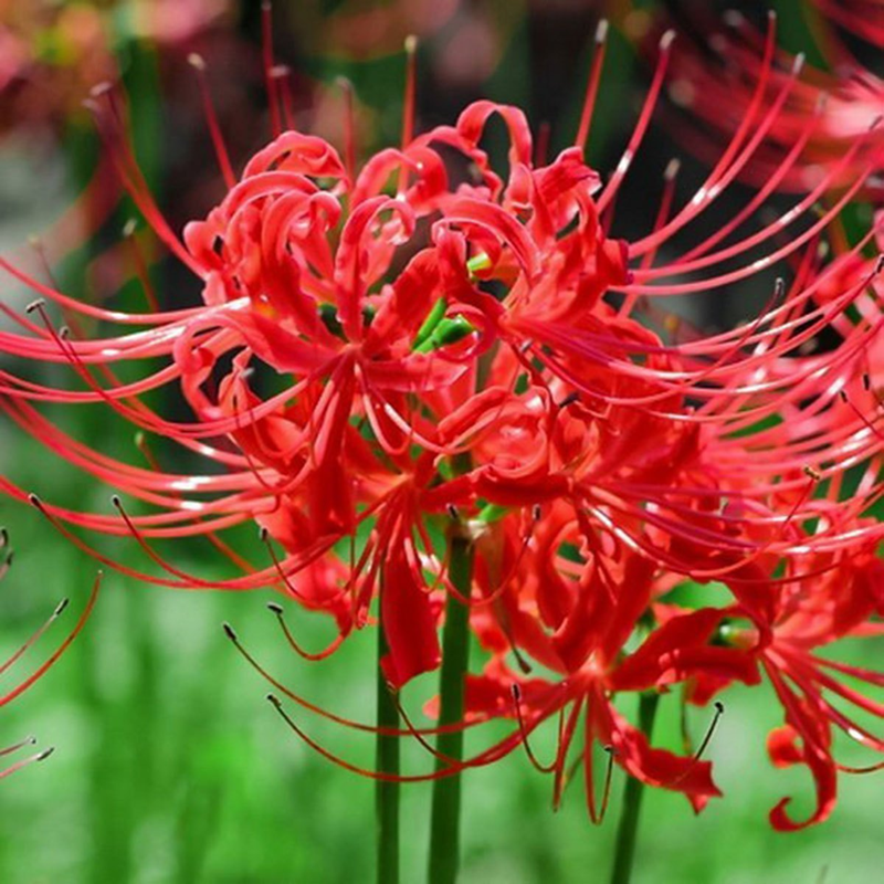 Spider Lily Equinox Flower Bulbs Seeds⭐⭐⭐⭐⭐(4.9/5) (Mix Color)