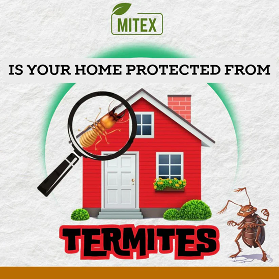 Termite Killer Spray 150ML (🔥Buy 1 Get 2 Free🔥)⭐⭐⭐⭐⭐(4.9/5) (10000+ Verified Reviews)
