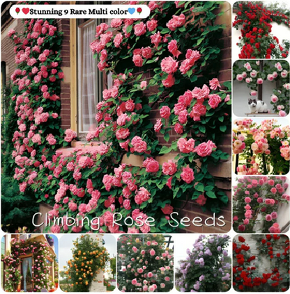 Elegant Climbing Rose Flower Seeds ⭐⭐⭐⭐⭐(4.9/5) (10000+ Verified Reviews)