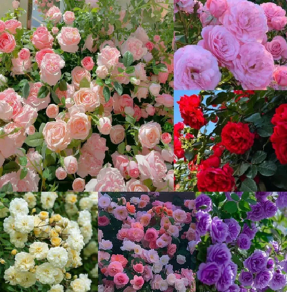 Elegant Climbing Rose Flower Seeds ⭐⭐⭐⭐⭐(4.9/5) (10000+ Verified Reviews)