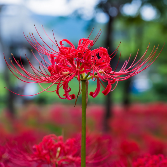 Spider Lily Equinox Flower Bulbs Seeds⭐⭐⭐⭐⭐(4.9/5) (Mix Color)