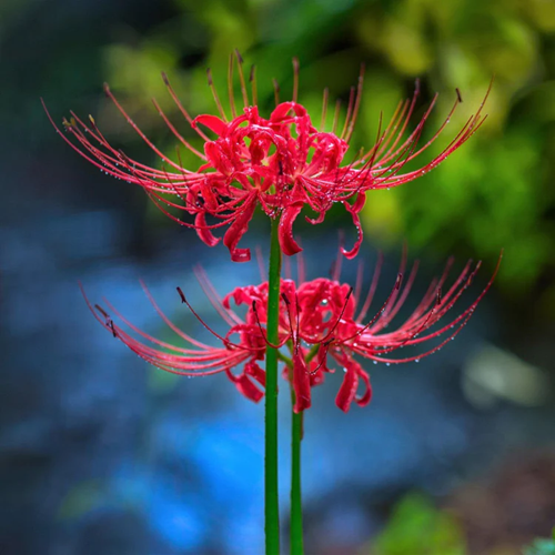 Spider Lily Equinox Flower Bulbs Seeds⭐⭐⭐⭐⭐(4.9/5) (Mix Color)